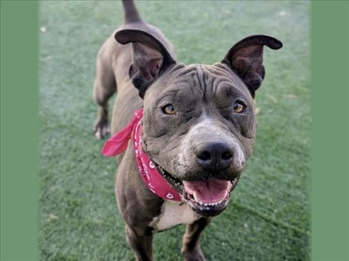 Photo of Nova, adoptable Pit Bull Terrier in San Pedro, California