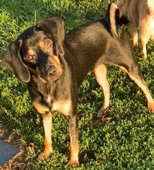Photo of Ocean Breeze, adoptable Pug in Landenberg, Pennsylvania