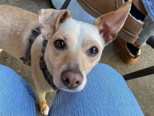 Photo of Mocha, adoptable Chihuahua in Santa Rosa, California