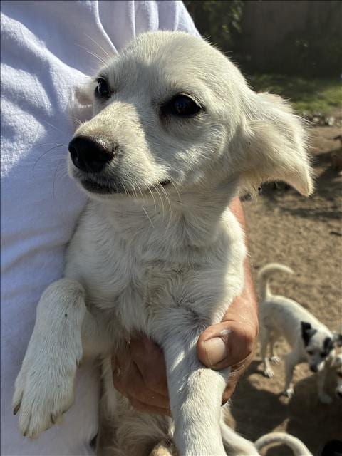 Photo of Mickey, adoptable Chihuahua in Los Angeles, California