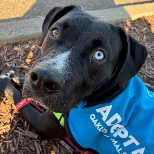 Photo of Raider, adoptable Terrier in Oakland, California