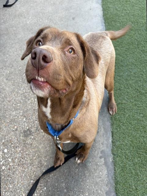 Photo of Clover, adoptable Mixed Breed