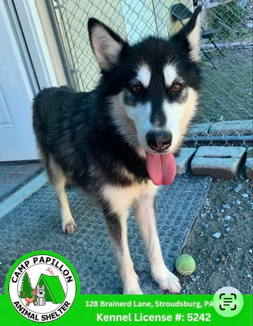 Photo of Sheera, adoptable German Shepherd Dog in Stroudsburg, Pennsylvania