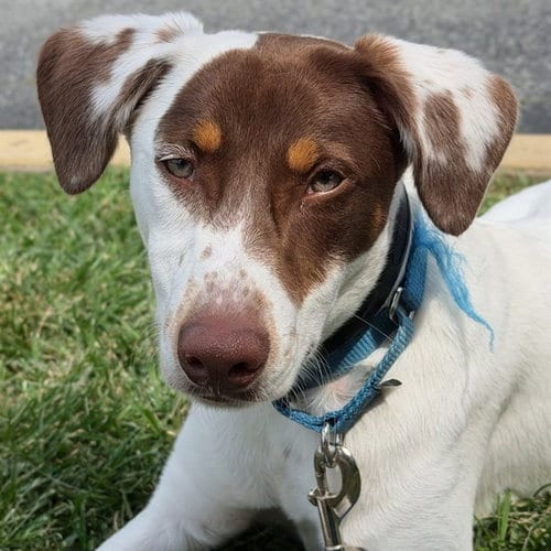 Photo of Wiley, adoptable Labrador Retriever in St Louis, Missouri