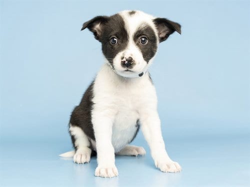 Photo of Silver, adoptable Chihuahua in Phoenix, Arizona