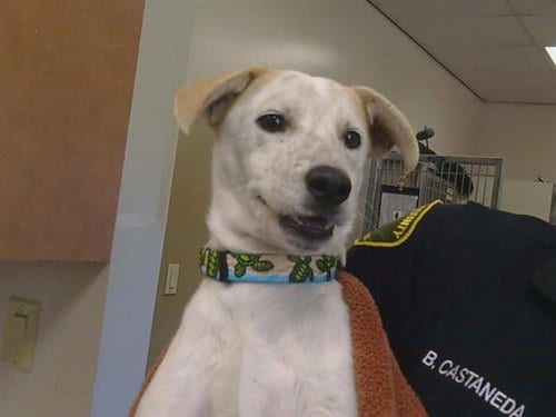 Photo of A928478, adoptable Australian Cattle Dog/Blue Heeler in Sacramento, California