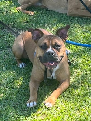 Photo of Spanky, adoptable dog in Atlanta, Georgia