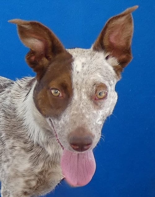 Photo of Lacey, adoptable Pointer in Pasadena, California