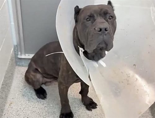 Photo of Phoenix, adoptable Cane Corso Mastiff in Houston, Texas