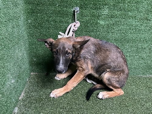 Photo of Marley, adoptable German Shepherd Dog in Lancaster, California