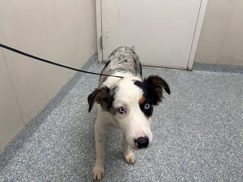 Photo of Bruce, adoptable Australian Shepherd in Garland, Texas