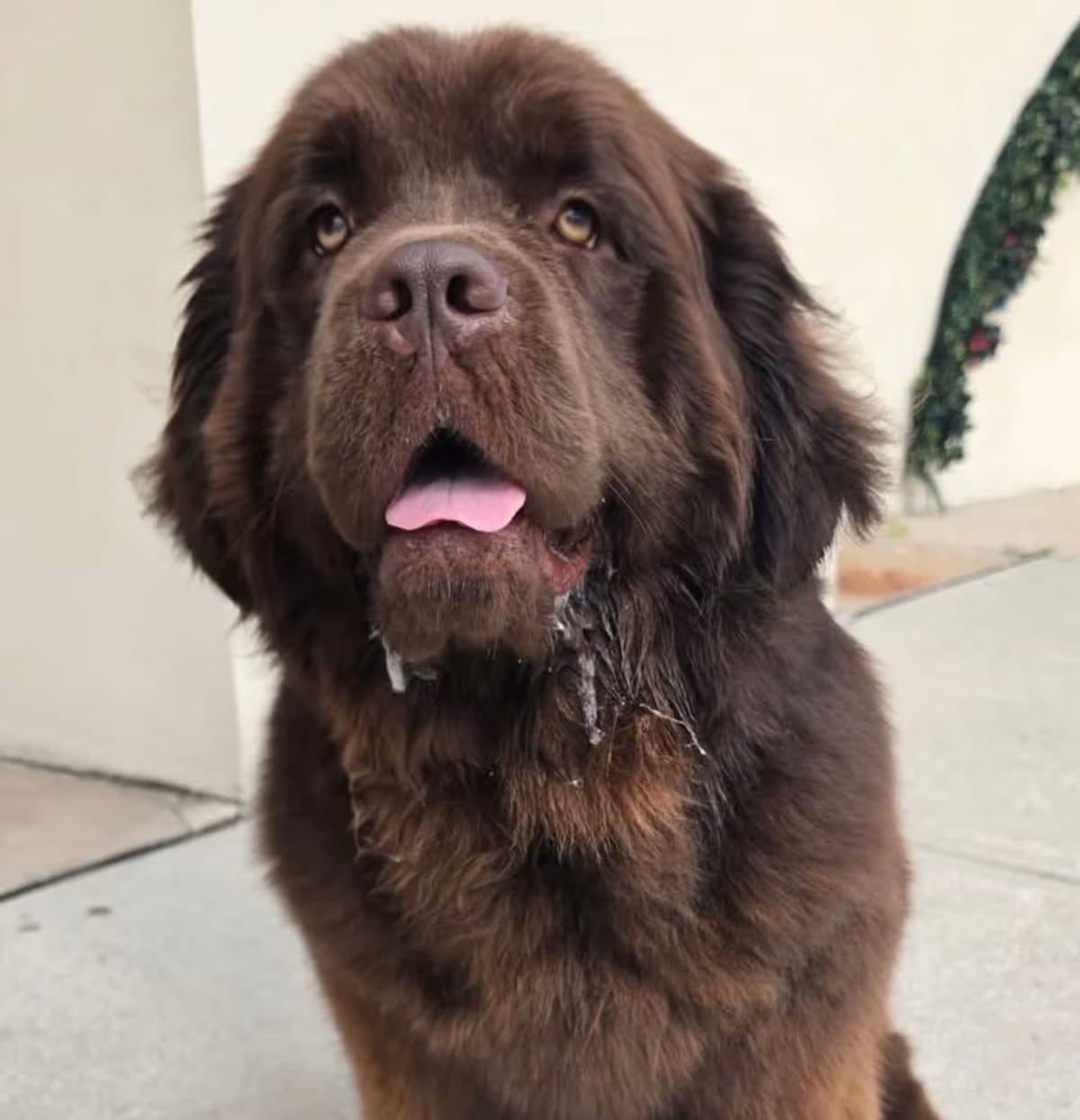 Photo of Peewee, adoptable Newfoundland in Scotch Plains, New Jersey