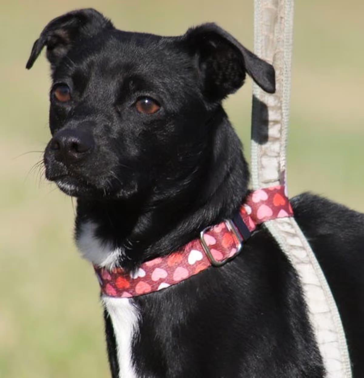 Photo of Juliette, adoptable Terrier (Unknown Type, Medium) in North Fort Myers, Florida