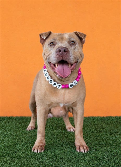 Photo of Nancy, adoptable Pit Bull Terrier in Miami, Florida