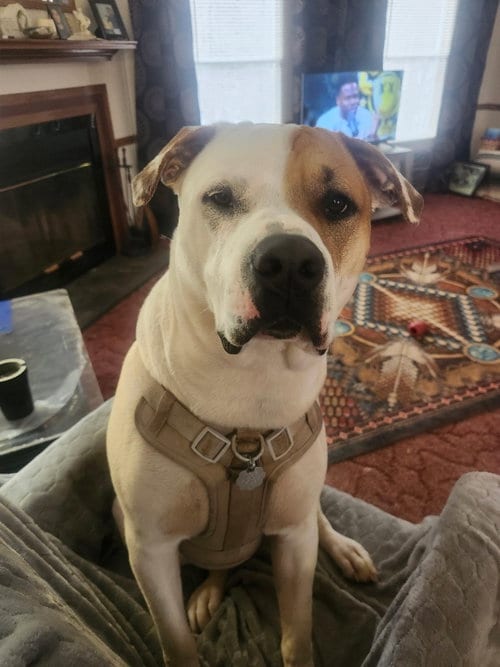 Photo of Rudy, adoptable Terrier in Rutherfordton, North Carolina