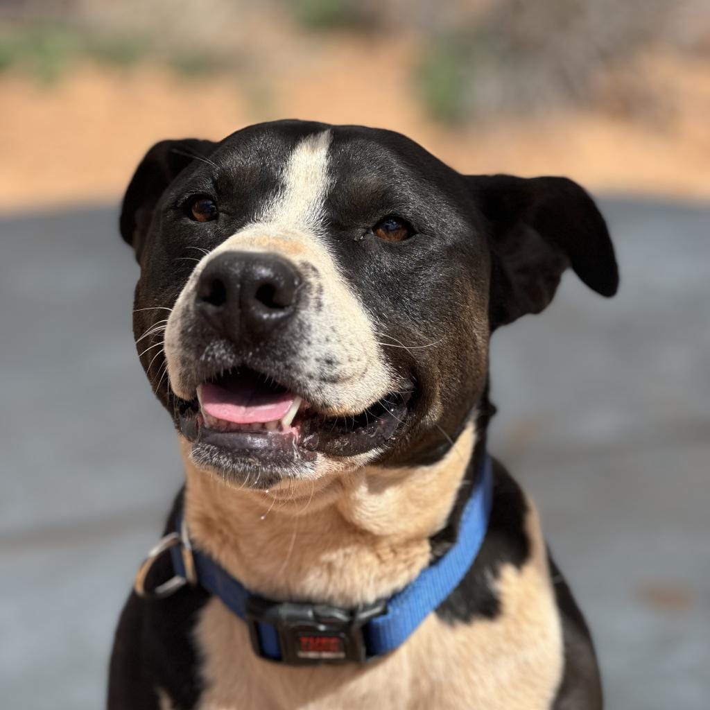 Photo of Betty White, adoptable Terrier, American Pit Bull / Mix in Kanab, Utah