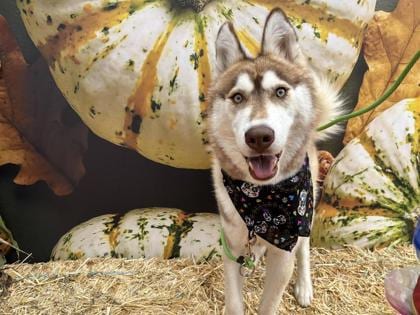 Photo of Mango, adoptable Alaskan Husky/Mix in Auburn, Washington