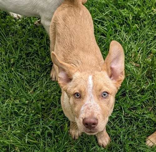 Photo of Lumi D, adoptable Australian Kelpie in Inglewood, California