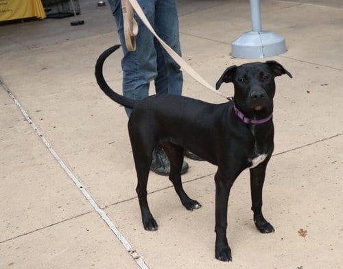 Photo of Mae Mordabito, adoptable Labrador Retriever in Pflugerville, Texas