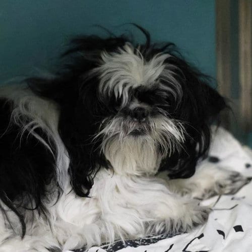 Photo of Naomi, adoptable Shih Tzu in San Antonio, Texas