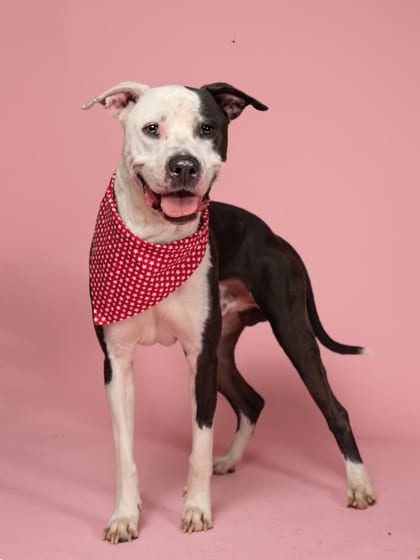 Photo of Lamar, adoptable dog in Atlanta, Georgia