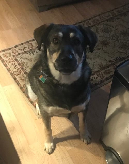 Photo of Dexter W., adoptable German Shepherd Dog in Harrison, Arkansas
