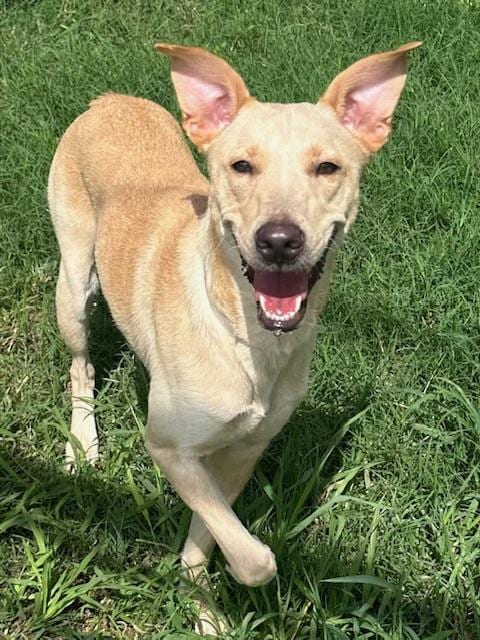 Photo of Sugar, adoptable Labrador Retriever in Houston, Texas