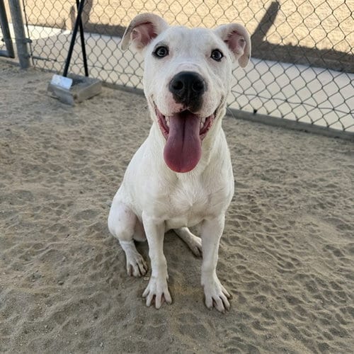 Photo of Teddie, adoptable Bull Terrier in Thousand Palms, California