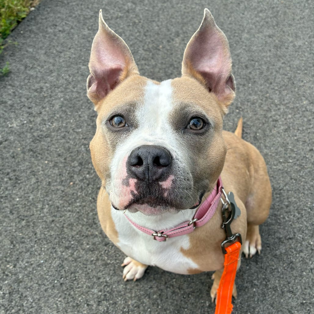 Photo of Tiki, adoptable Mixed Breed (Medium) in Skokie, Illinois