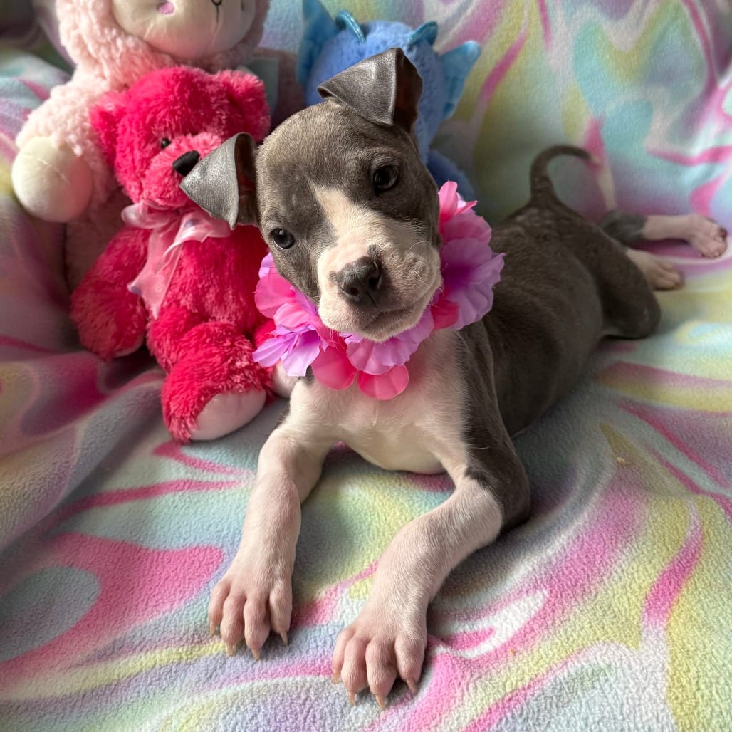 Photo of Linden, adoptable Terrier, Pit Bull in Normal, Illinois
