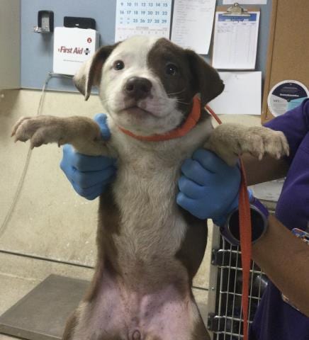 Photo of Cookie, adoptable Pit Bull Terrier in Riverside, California