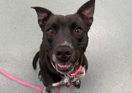 Photo of Rhiannon, adoptable dog