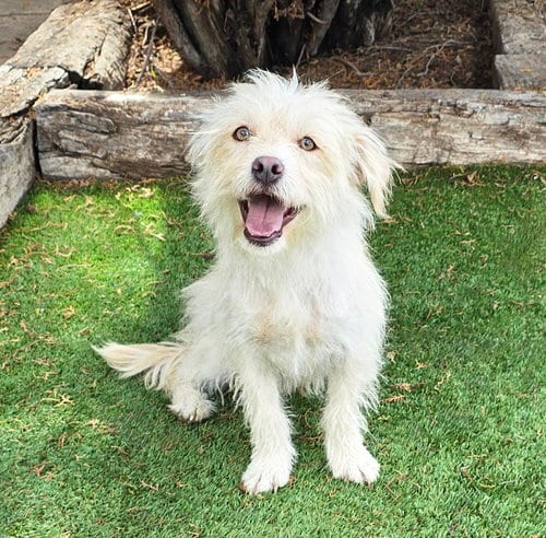 Photo of Darling Lil Mr Darby ~ Westiepoo, adoptable West Highland White Terrier Westie in Albuquerque, New Mexico
