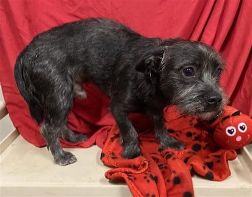 Photo of Bug, adoptable Miniature Schnauzer in Modesto, California