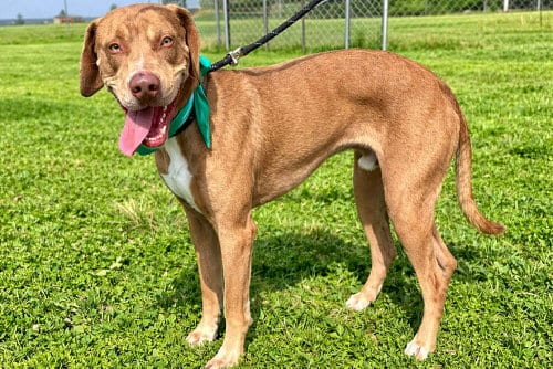 Photo of Buddy, adoptable Terrier in Abbeville, Louisiana