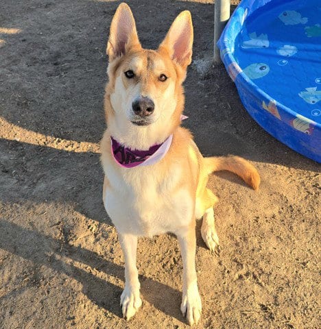 Photo of Sunny, adoptable German Shepherd Dog in Bakersfield, California
