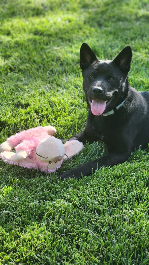 Photo of Shenzi, adoptable Chow Chow in Sunnyvale, California