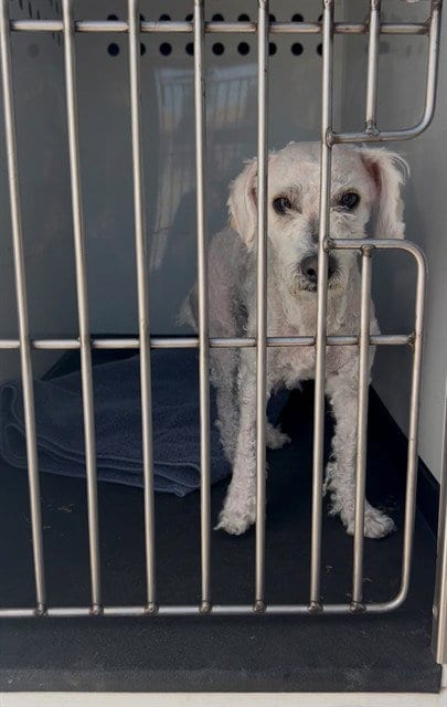 Photo of A171491, adoptable Poodle (Miniature) in Bakersfield, California