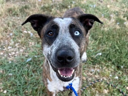 Photo of Lonnie, adoptable dog in Georgetown, Texas