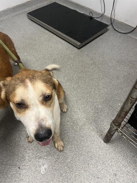 Photo of Baxter, adoptable Golden Retriever in Palmetto, Florida