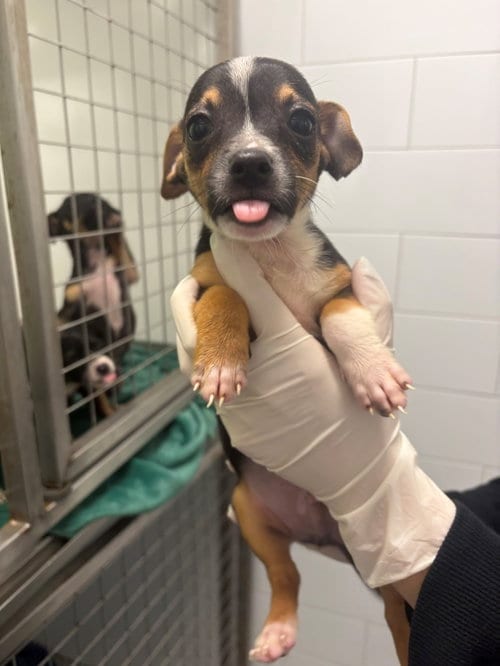 Photo of Griffin, adoptable Dachshund in Humble, Texas