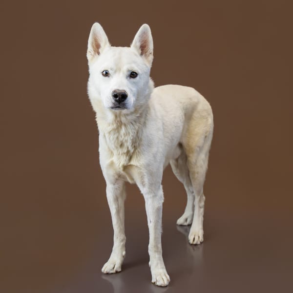 Photo of Iceberg, adoptable Siberian Husky cross in Lawrenceville, Georgia