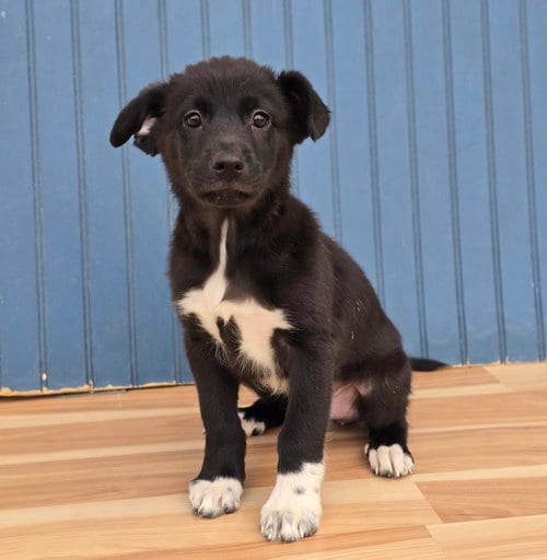 Photo of Ernest, adoptable Labrador Retriever in Sedalia, Colorado