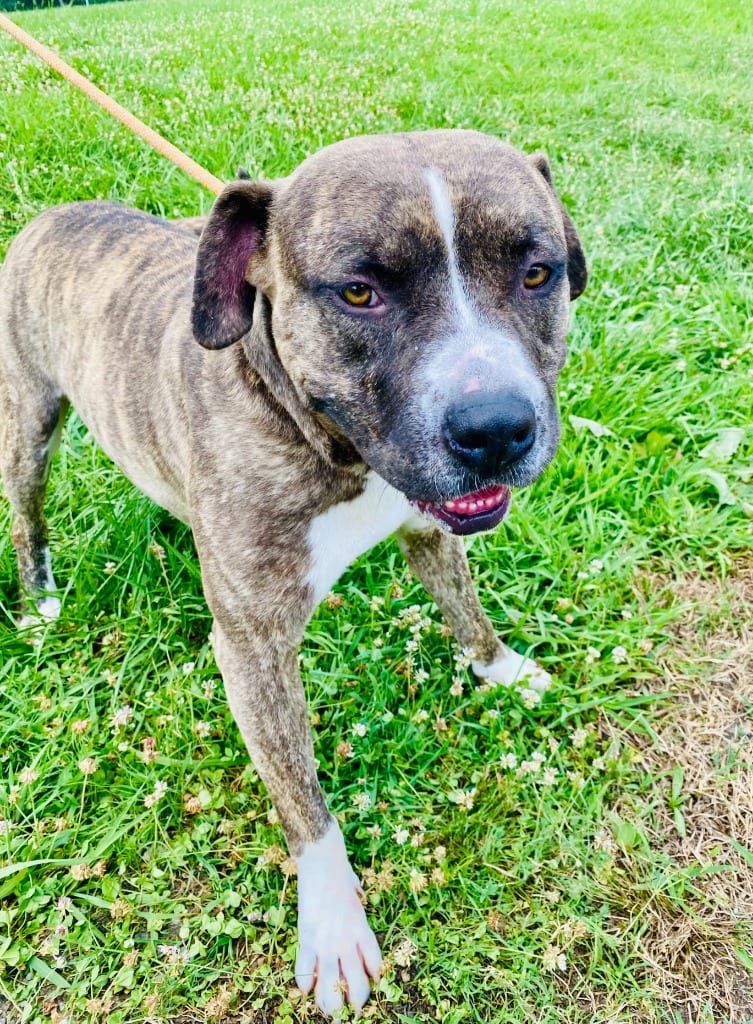 Photo of Spud, adoptable Pit Bull Terrier in Chickamauga, Georgia