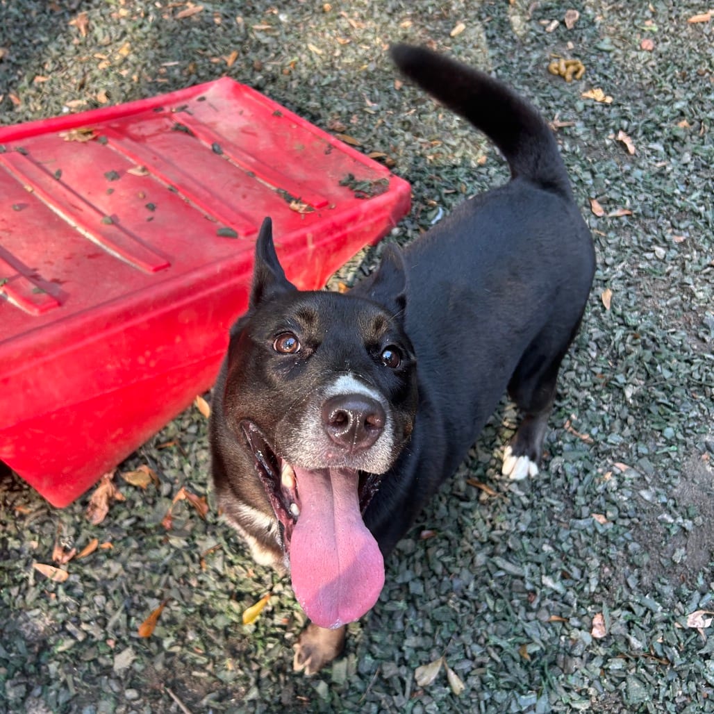 Photo of C.C., adoptable Mixed Breed (Medium) in Decatur, Georgia