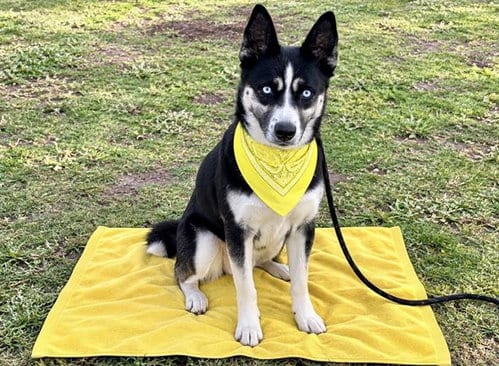 Photo of Destiny, adoptable Siberian Husky in Orange, California