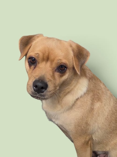 Photo of Chica, adoptable Pug in Rockville, Maryland