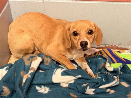 Photo of Chaparra, adoptable Dachshund in Houston, Texas