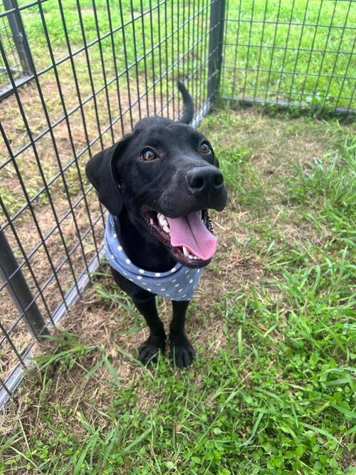 Photo of Philly, adoptable Labrador Retriever in Abbeville, Louisiana