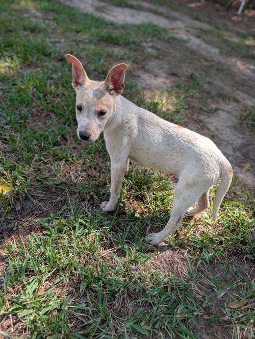 Photo of Polly, adoptable Cattle Dog in The Woodlands, Texas